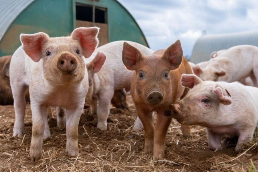 Buying-and-Starting-with-Pigs