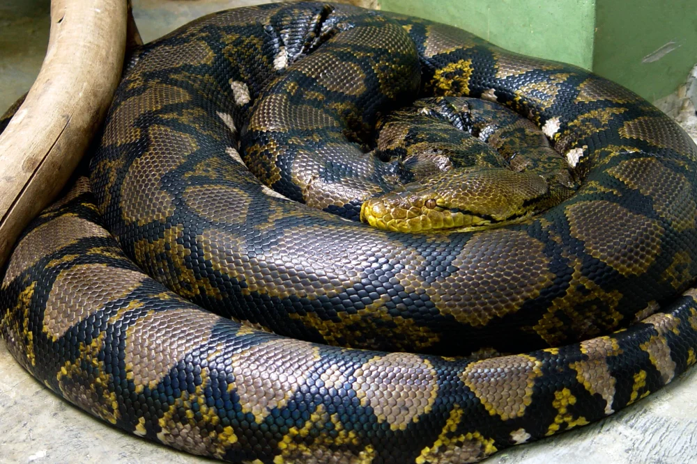 Python_reticulatus_сетчатый_питон-2 (1)