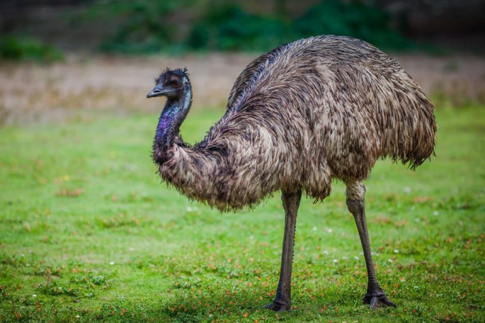emu.ab40226.width-800.7025164
